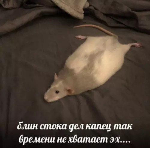 Смешная картинка №691630