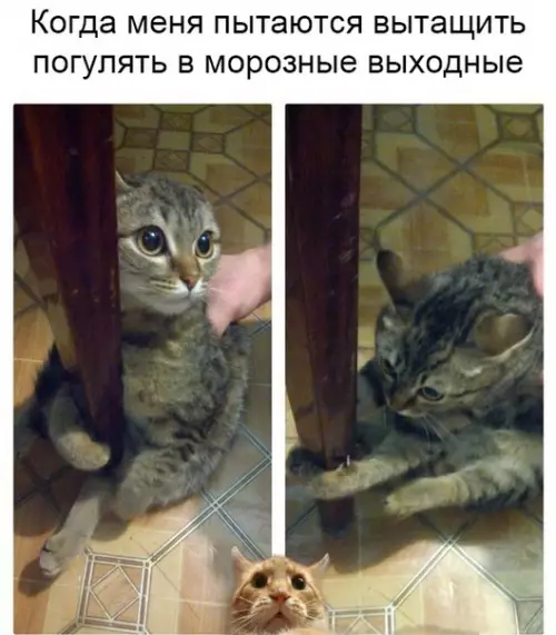 Смешная картинка №323042