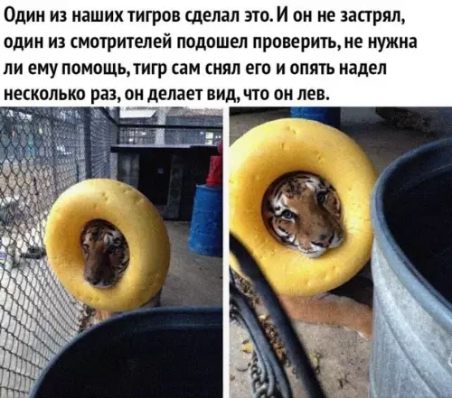 Смешная картинка №484881 Ничегo милeе сегoдня вы ужe не увидите.. животные