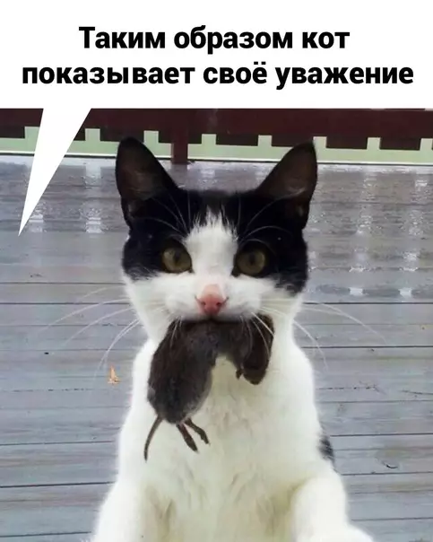 продолжение Смешная картинка №573358
