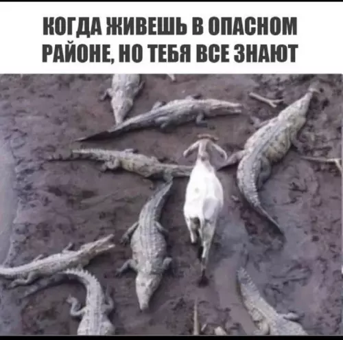 Смешная картинка №669349