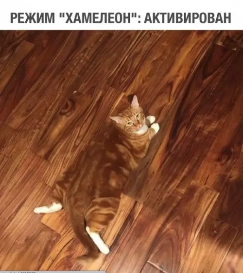 Смешная картинка №311095 Так и наступить на него можно ненароком ?