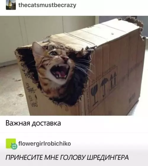Смешная картинка №696995 Коты 