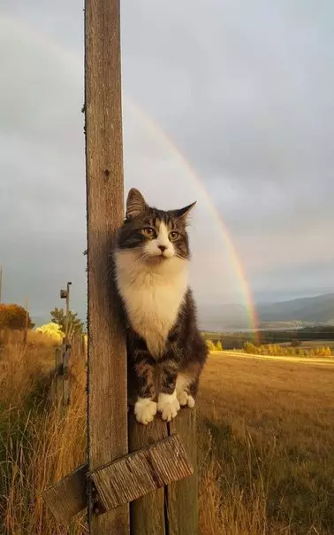 Смешная картинка №256354 Фотография, на которой идеально всё
