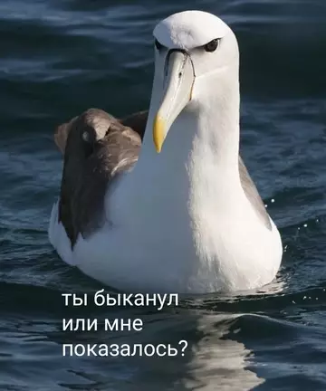 Смешная картинка №735347 Кто-то: почему ты до сих пор одна?Тем временем мое выражение лица, когда со мной пытаются познакомиться: