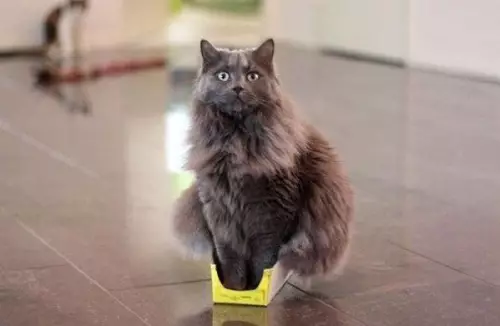Смешная картинка №467698 Пожалуй здесь мне будет удобно... коты