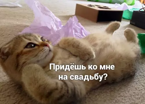Смешная картинка №501082