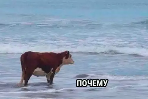 Смешная картинка №689518 Когда понял, что если не приготовить еду, то будет нечего есть:
