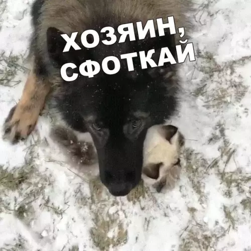 Смешная картинка №401034 животные