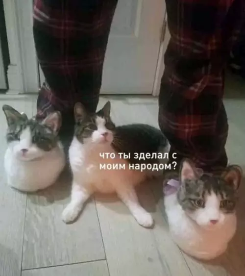 Смешная картинка №655699 котики