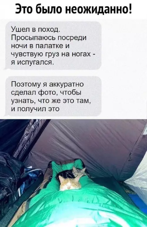 Смешная картинка №669839 коты