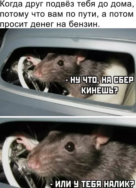 Смешная картинка №578073 Ля ты крыса