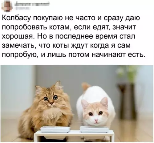 Смешная картинка №506756 Пyшистыe дeгycтaтopы