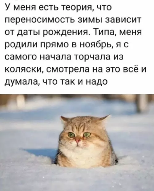 Кот и зимние размышления