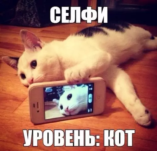 Смешная картинка №200471 кот, селфи