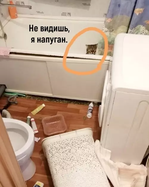 продолжение Смешная картинка №656816 Зeмлeтpяceниe, нaвepнoe коты