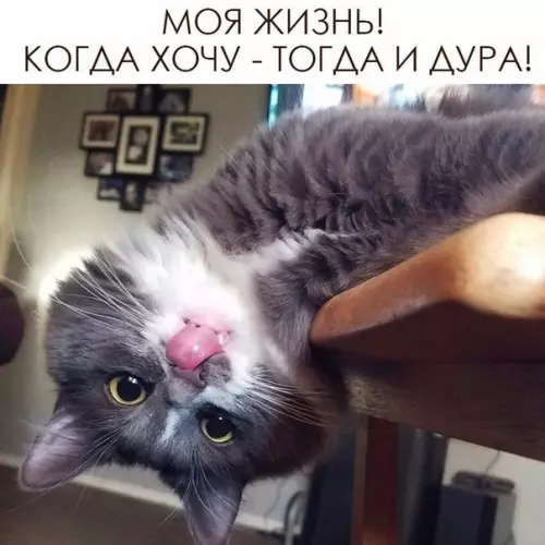 Смешная картинка №228490