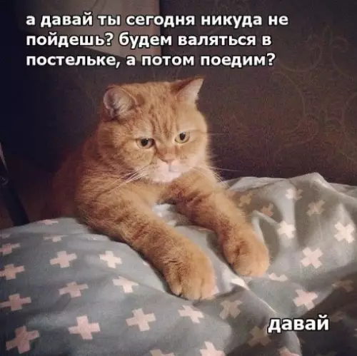 Смешная картинка №215684 С котиком не поспоришь