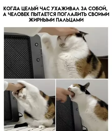 Смешная картинка №740633