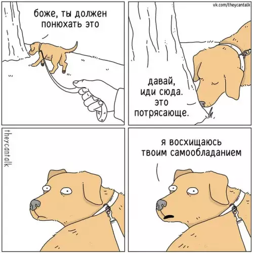 Смешная картинка №675622 Присоединяйся  Собаки 