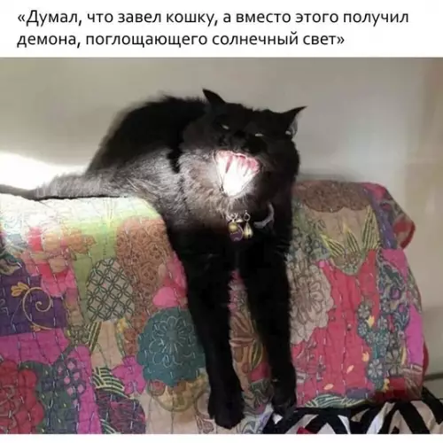 Смешная картинка №724675