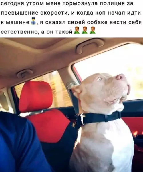 Смешная картинка №425992 Хороший мaльчик.