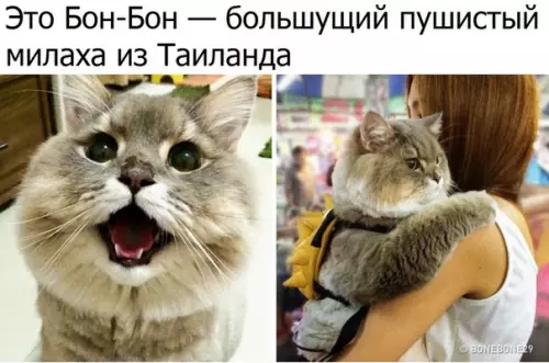 Смешная картинка №308407
