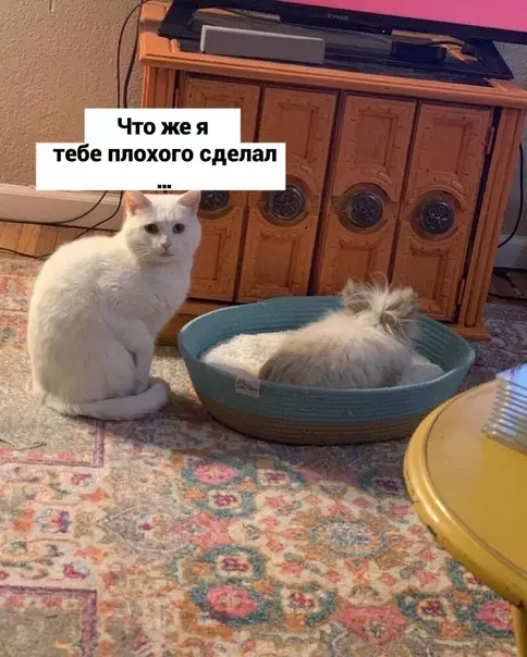 продолжение Смешная картинка №583594 животные