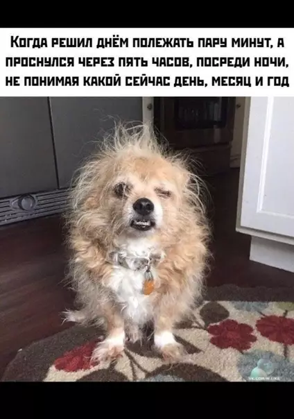 Смешная картинка №351847