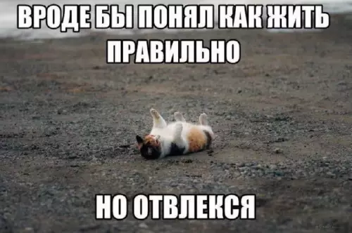 Когда жизнь наладилась, но тут прилетел новый мем 🤡 - Вроде бы понял как жить правильно но отвлекся
