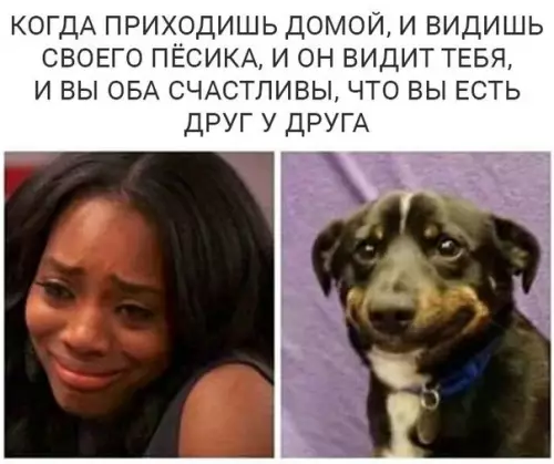 Смешная картинка №175184 собаки