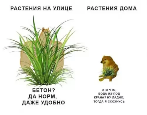 Смешная картинка №764606
