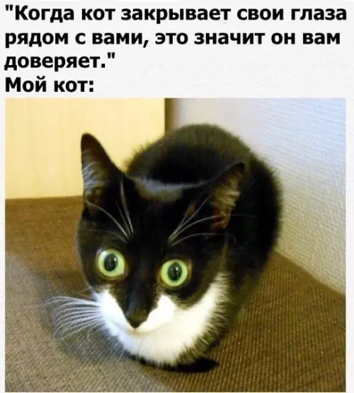 Смешная картинка №385416