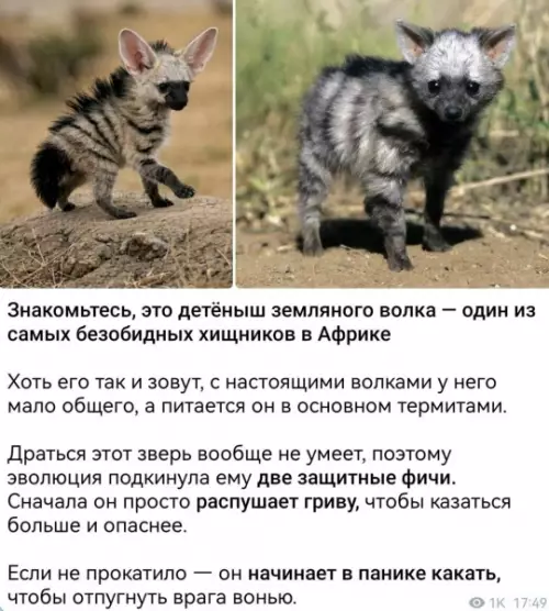Самый милый тактик в Африке 🐾 - Знакомьтесь, это детеныш земляного волка один из самых безобидных хищников