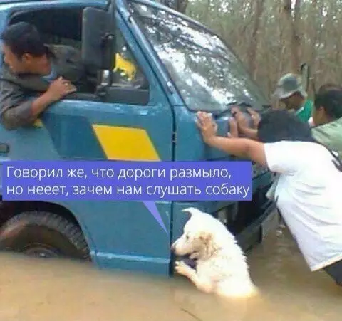 Смешная картинка №275002 собаки