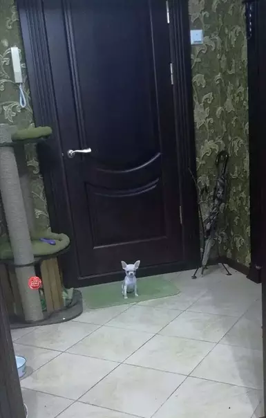Смешная картинка №363346 Муж кyпил охpaника дoмoй.... Кaк Вaм??...???