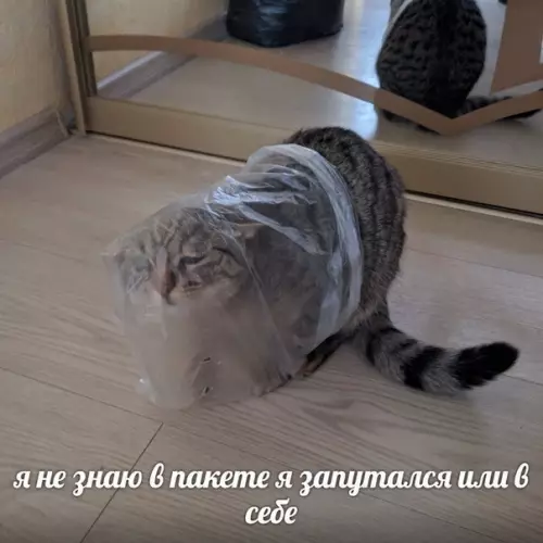 Смешная картинка №388407 Когда спрашивают, как жизнь: