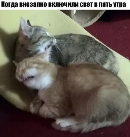 Смешная картинка №236454