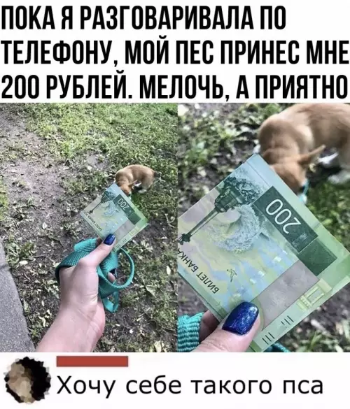 Смешная картинка №724140 Собаки