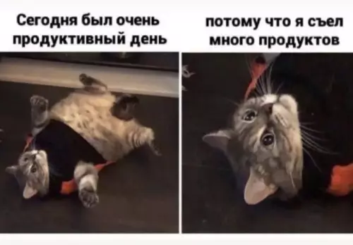 Смешная картинка №731363 Продуктивно коты