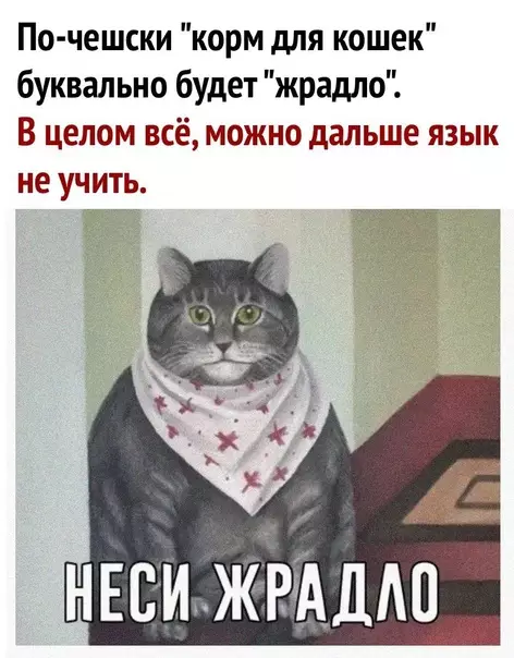 Смешная картинка №576203 Я и сам своего рода кот, знаете ли)