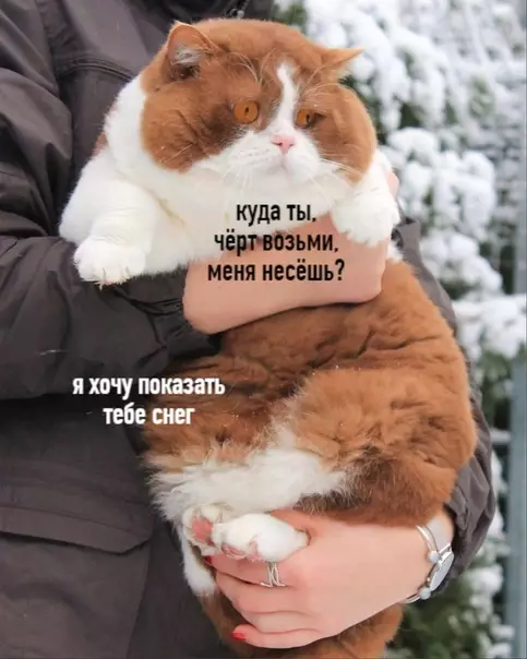Смешная картинка №540302 Когда тебя домоседа вытащили на холодную улицу