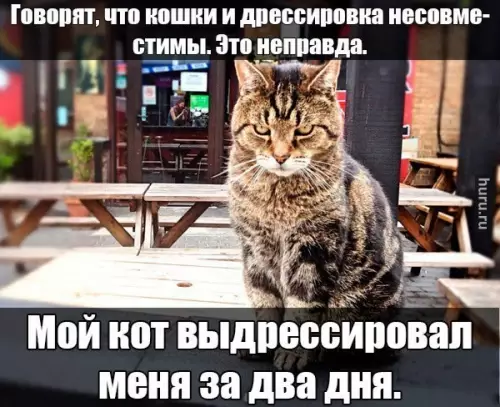 Смешная картинка №471426 Всё начиналось с уборки лотка