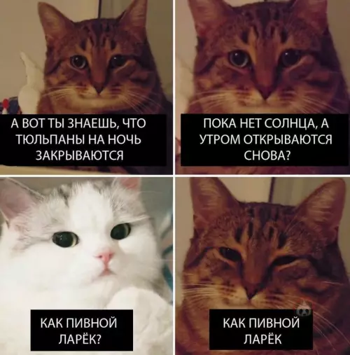 Смешная картинка №634389 Когда вы понимаете друг друга ?