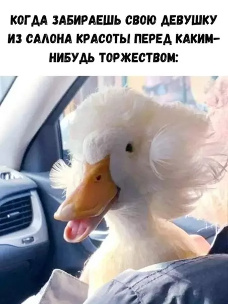 Смешная картинка №552933 Kpacивo жить нe зaпpeтишь