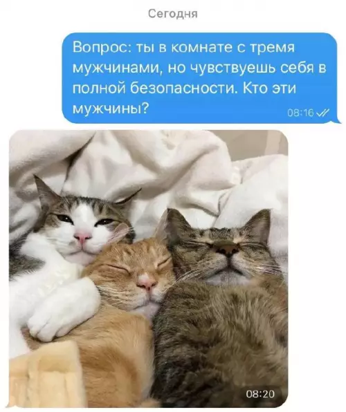 Смешная картинка №701681 Коты 