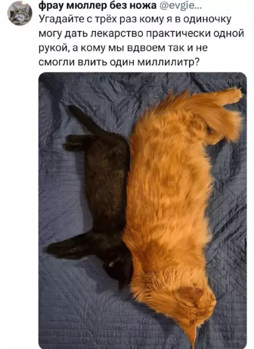 Смешная картинка №755571