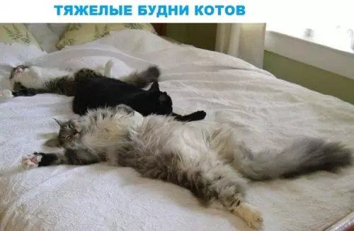 Смешная картинка №290309
