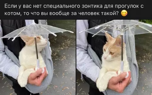 Смешная картинка №691566 коты