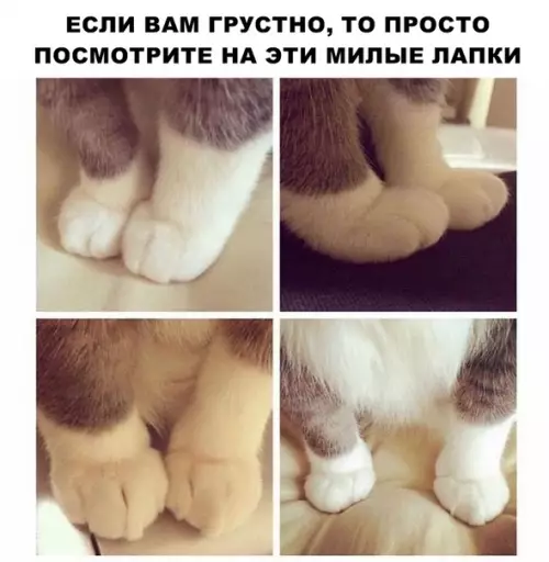 Смешная картинка №293531